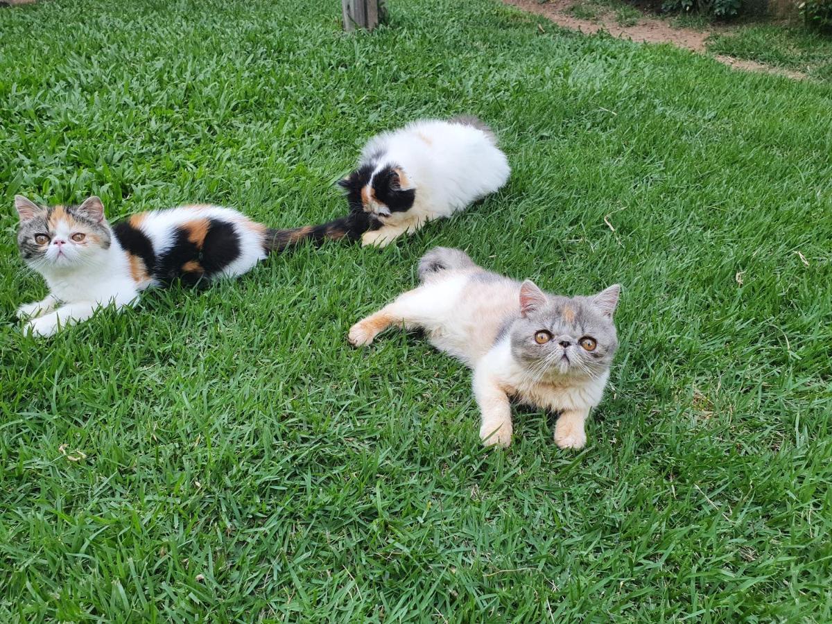 Pousada Paraiso Serra Negra  Ngoại thất bức ảnh